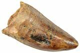 Serrated, Carcharodontosaurus Tooth - Thick Tooth #250558-1